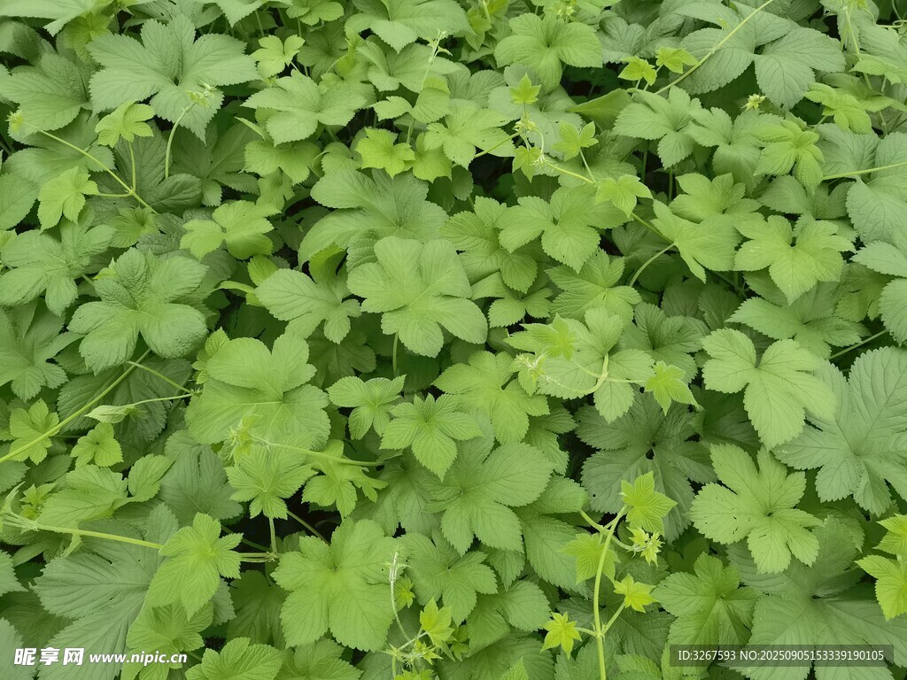 翠绿繁茂的植物叶片