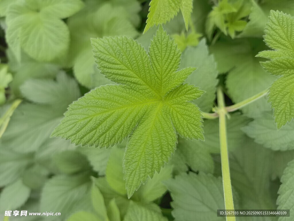 嫩绿葎草叶片特写