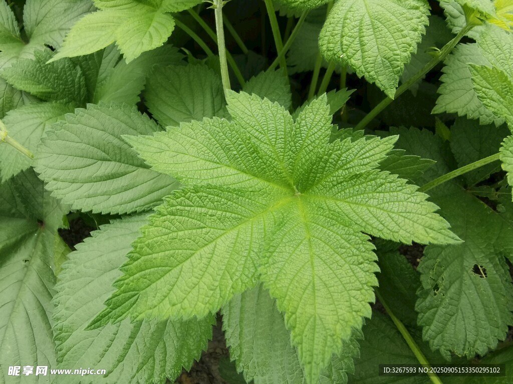 翠绿掌状叶片植物特写
