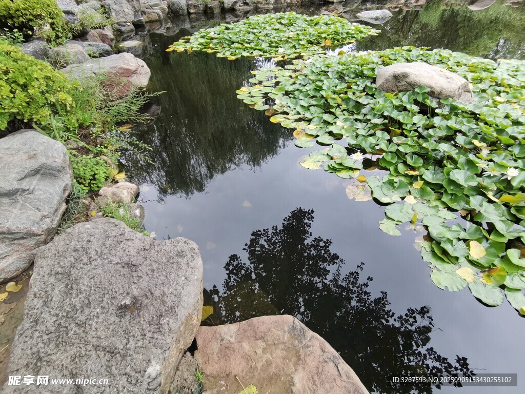 静谧池塘边的自然景致