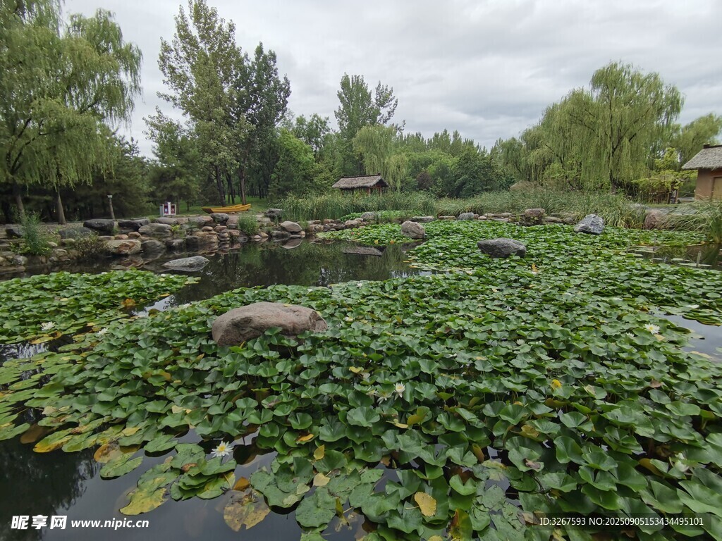 荷塘绿意浓景美如画