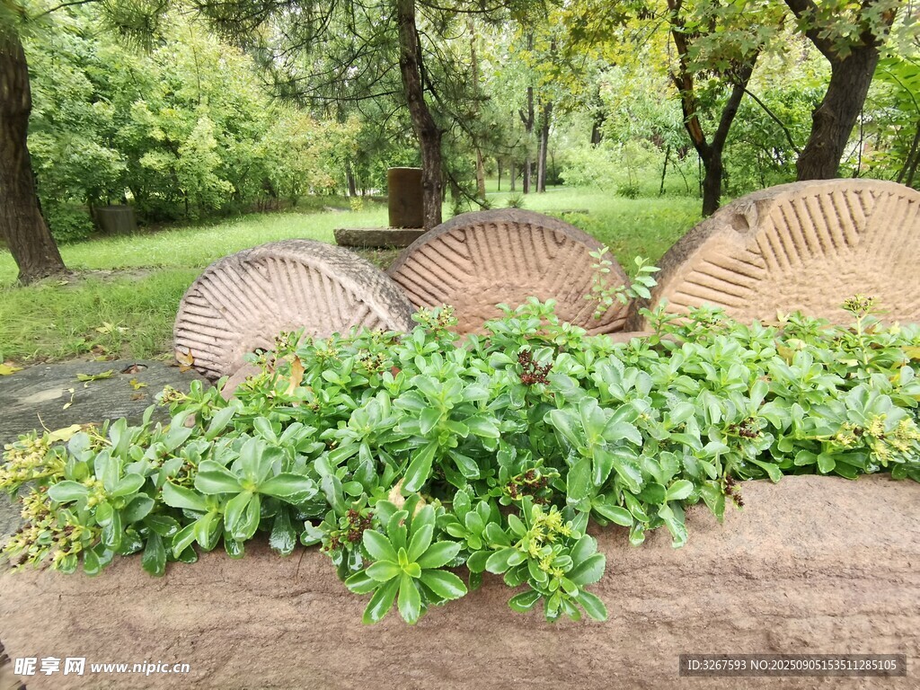 石上绿植自然清新景致