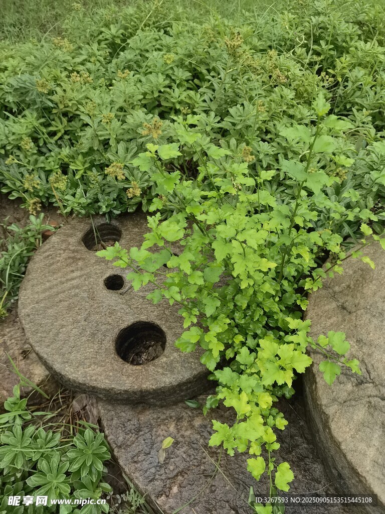 草丛中的带孔圆形石构件