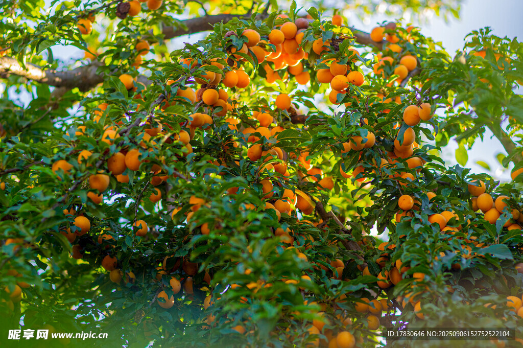硕果累累的繁茂柿子树