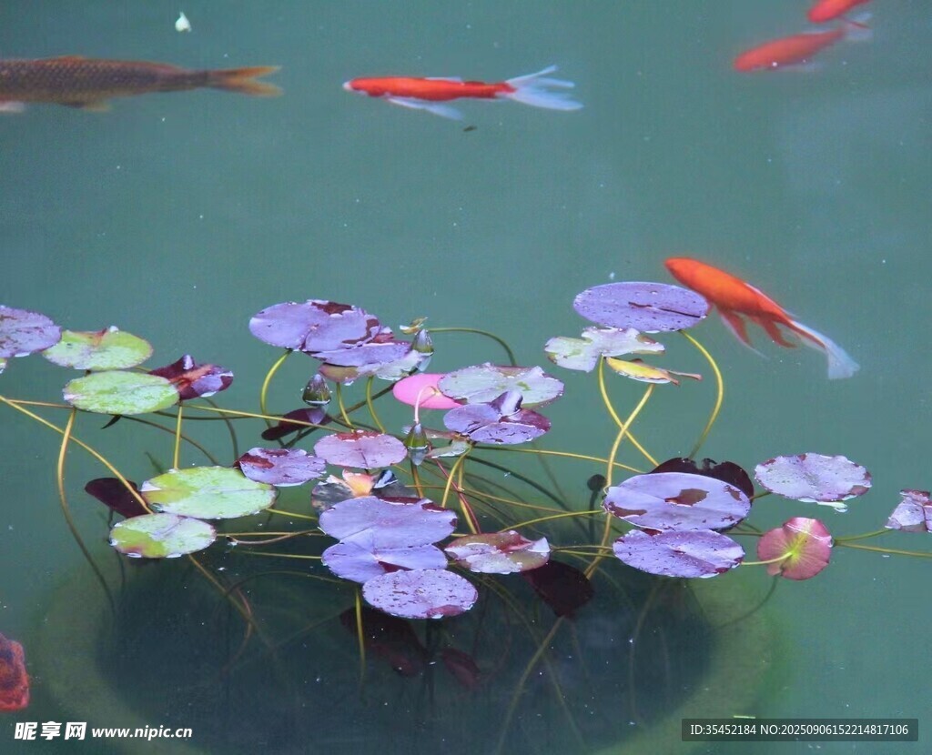 睡莲锦鲤