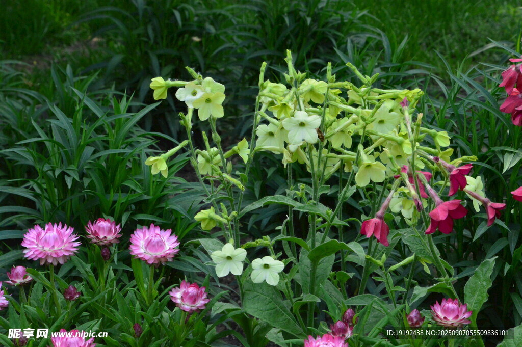 花烟草  