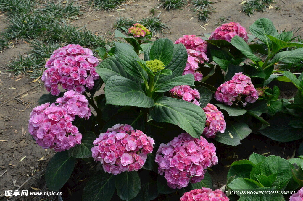 绣球花  
