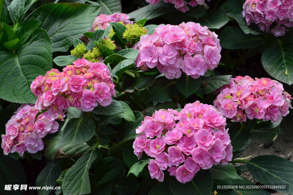 绣球花  
