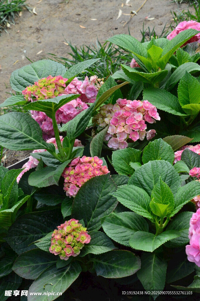 绣球花  
