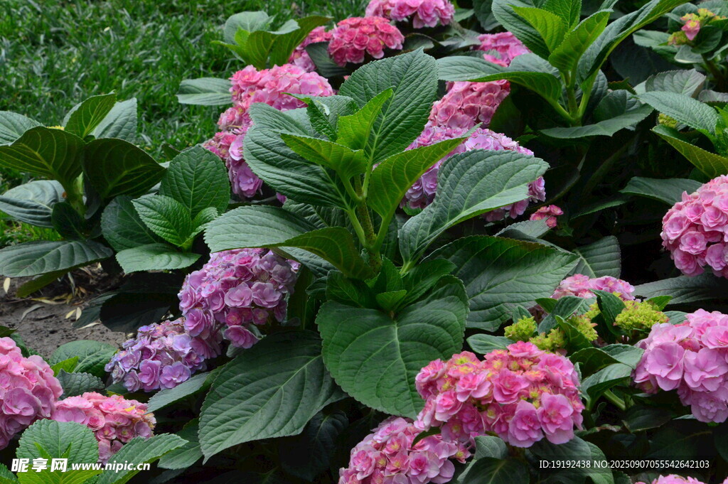  绣球花 