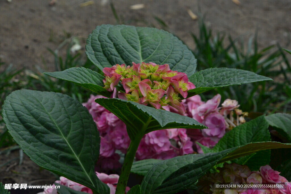  绣球花  