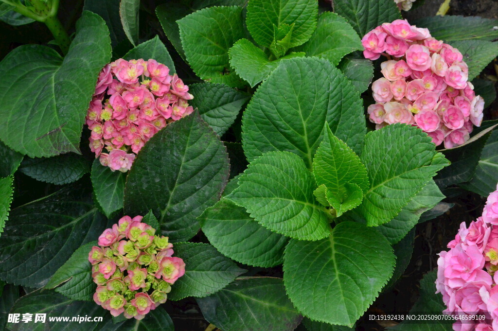 绣球花  