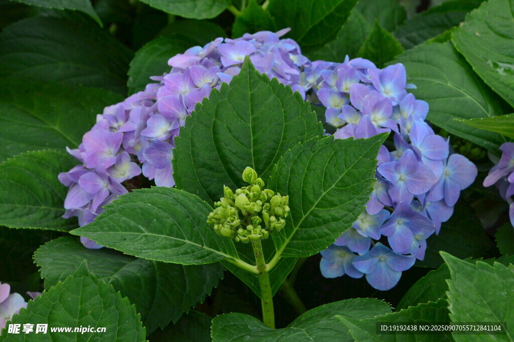绣球花 