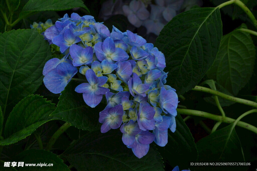 绣球花  