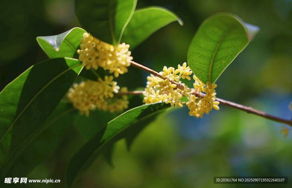 枝头绽放的金黄桂花