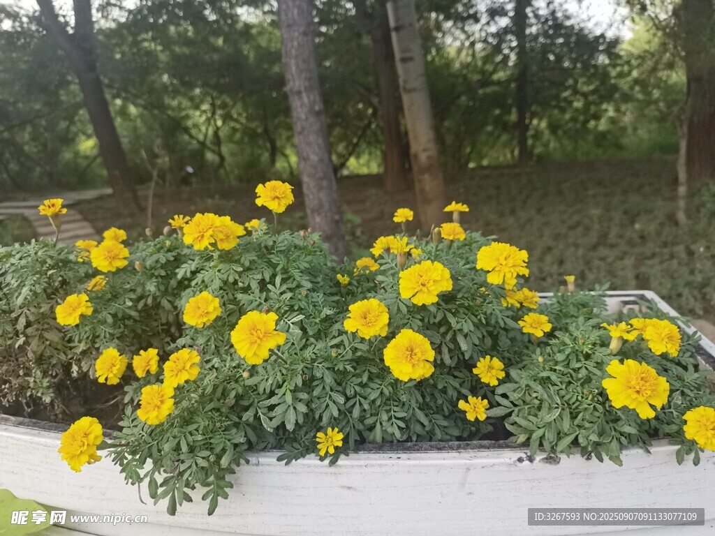 花坛中盛放的黄色花朵