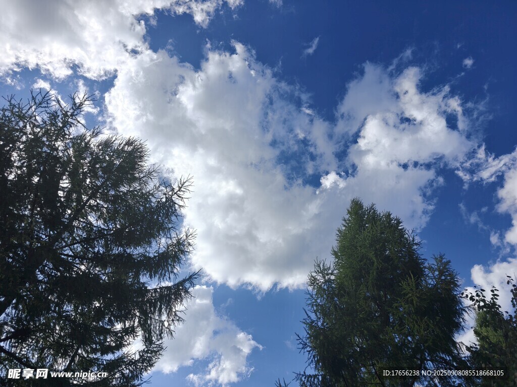 蓝天白云下的葱郁树木