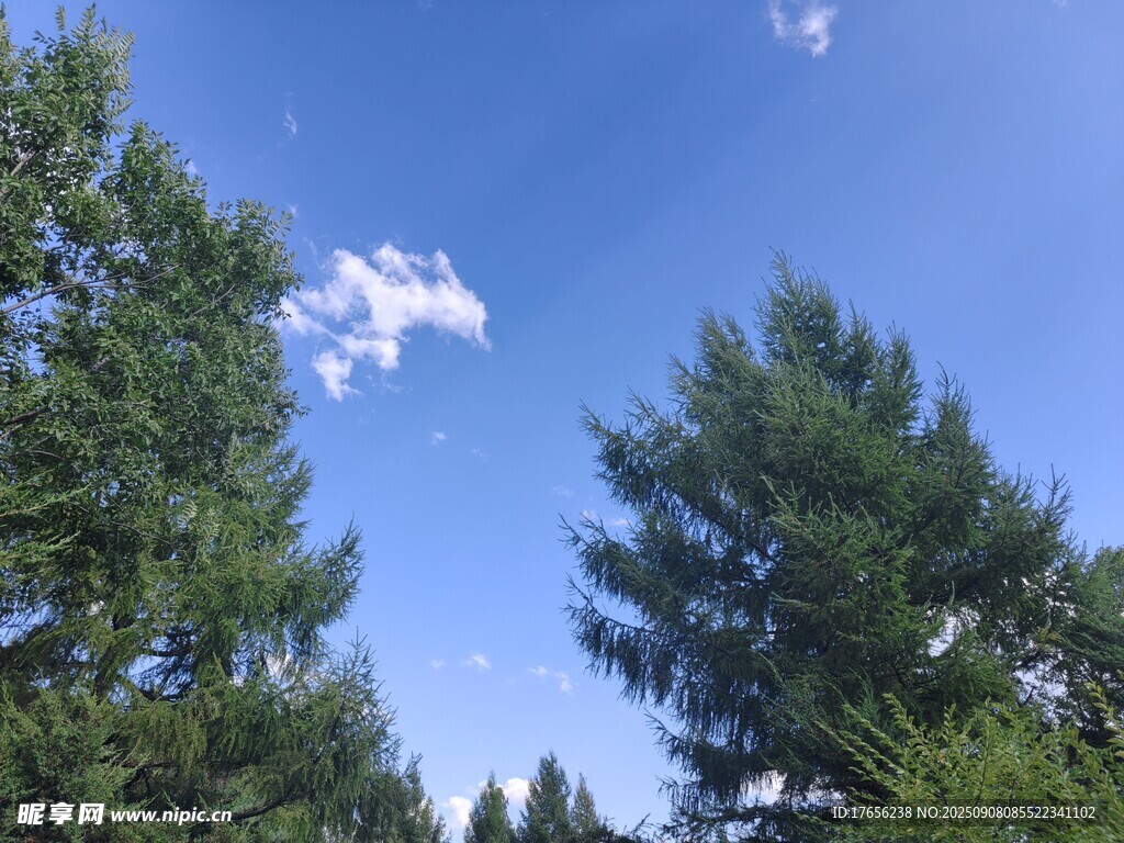 蓝天绿树间的清新景致