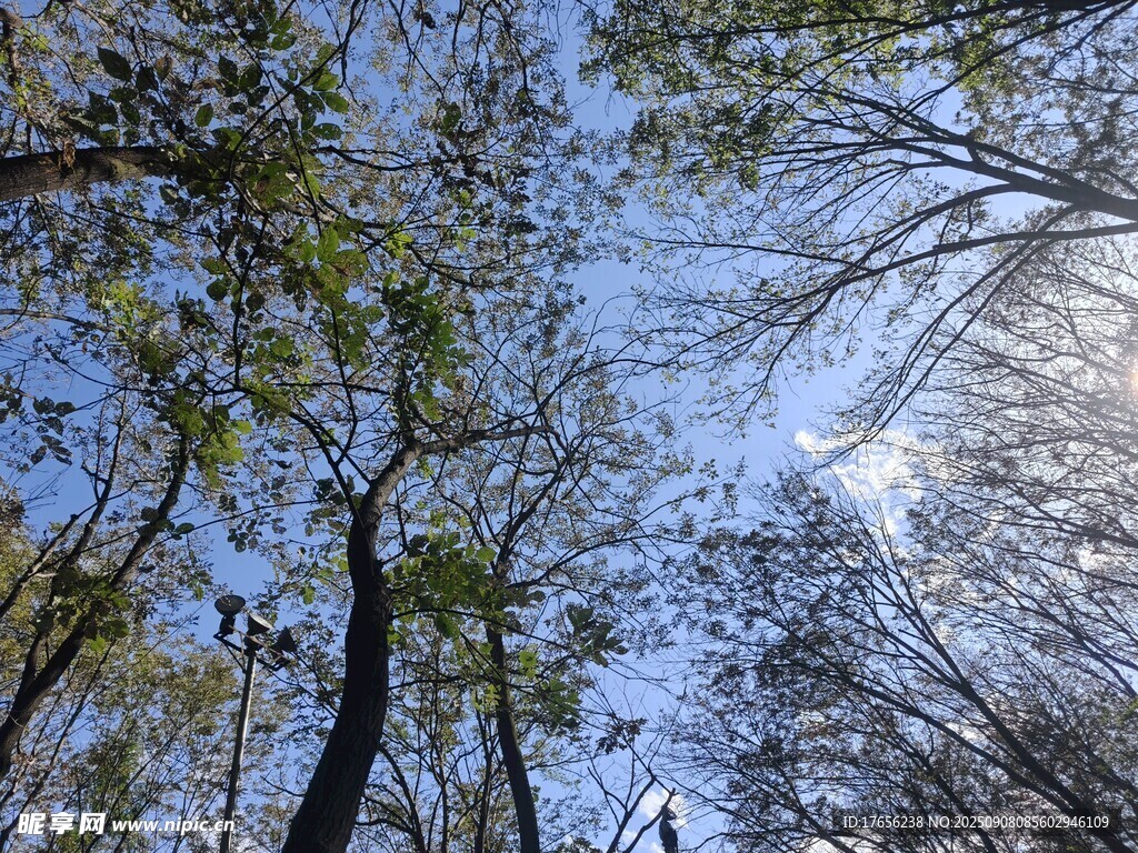 仰望秋日林间斑驳天空