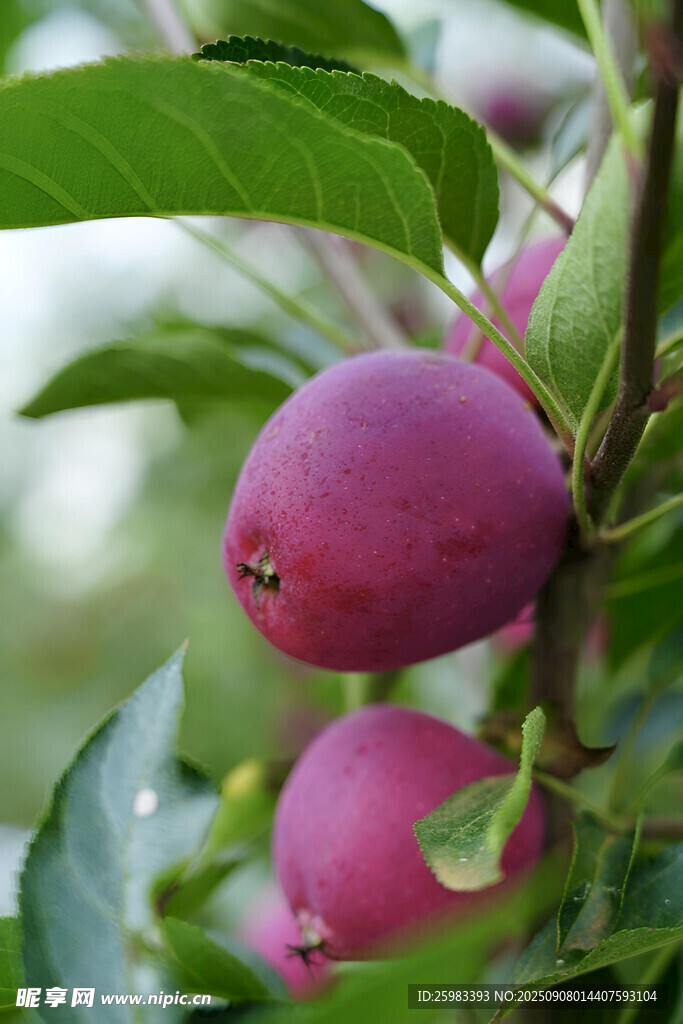 苹果栽培