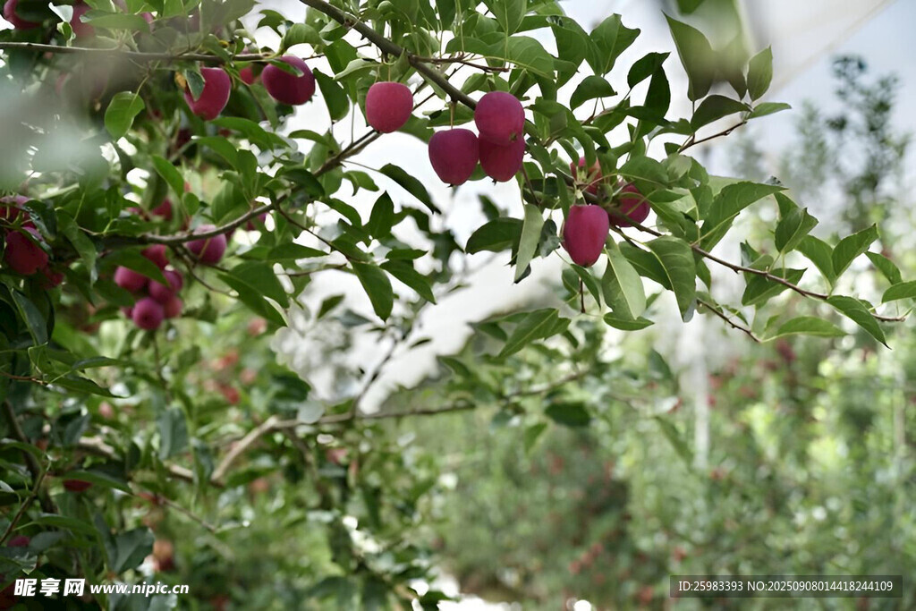 苹果栽培