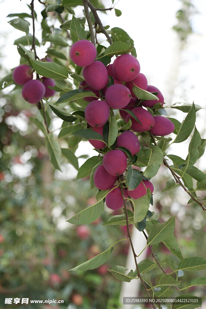 苹果栽培