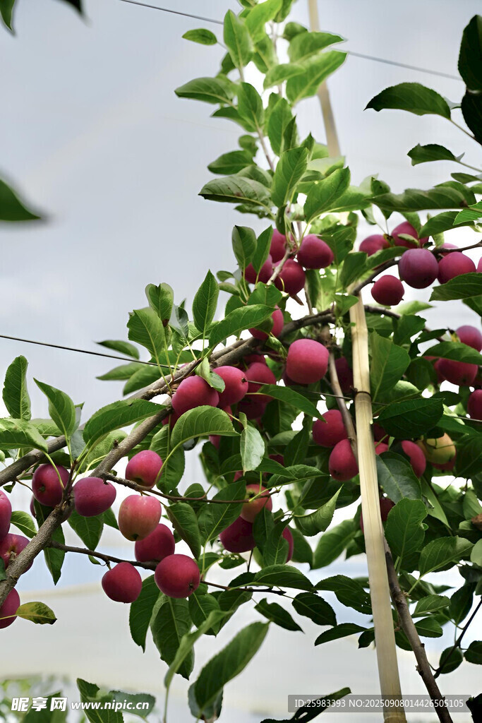 苹果栽培