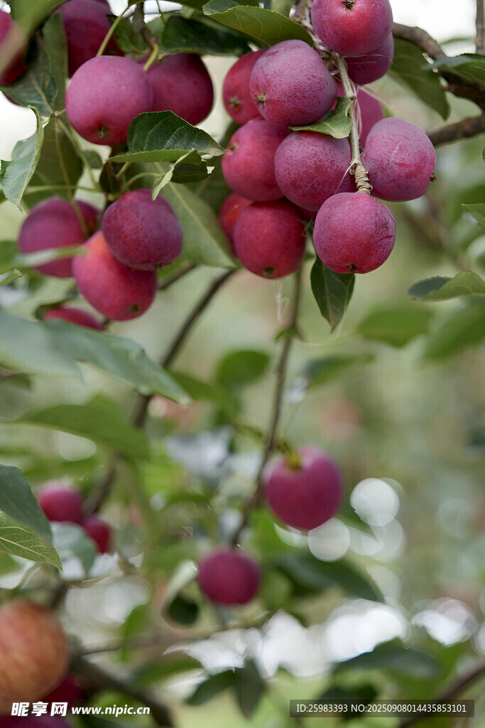 苹果栽培