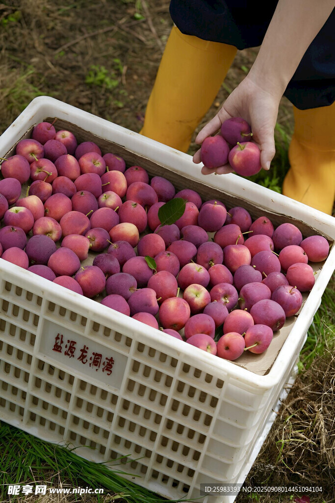 苹果