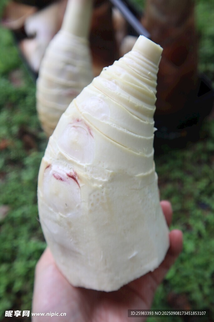 竹笋