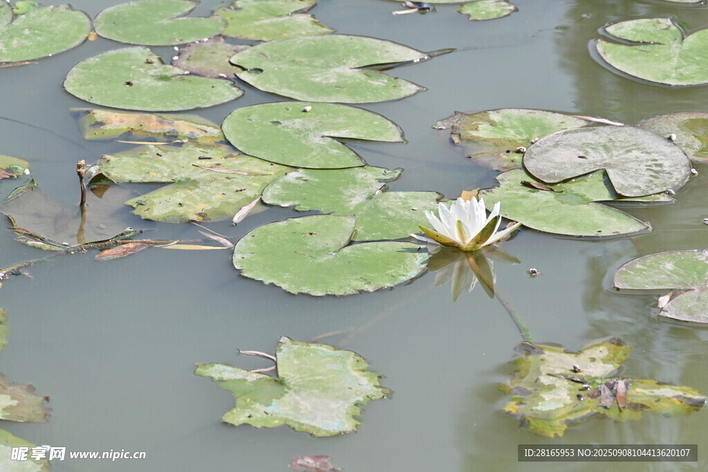 池塘中的睡莲与荷叶