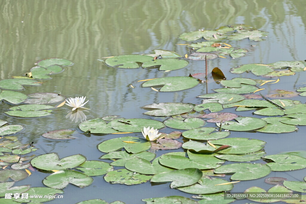池塘中的睡莲与荷叶