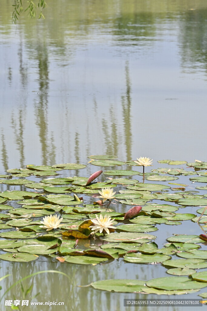 池塘中的睡莲与荷叶