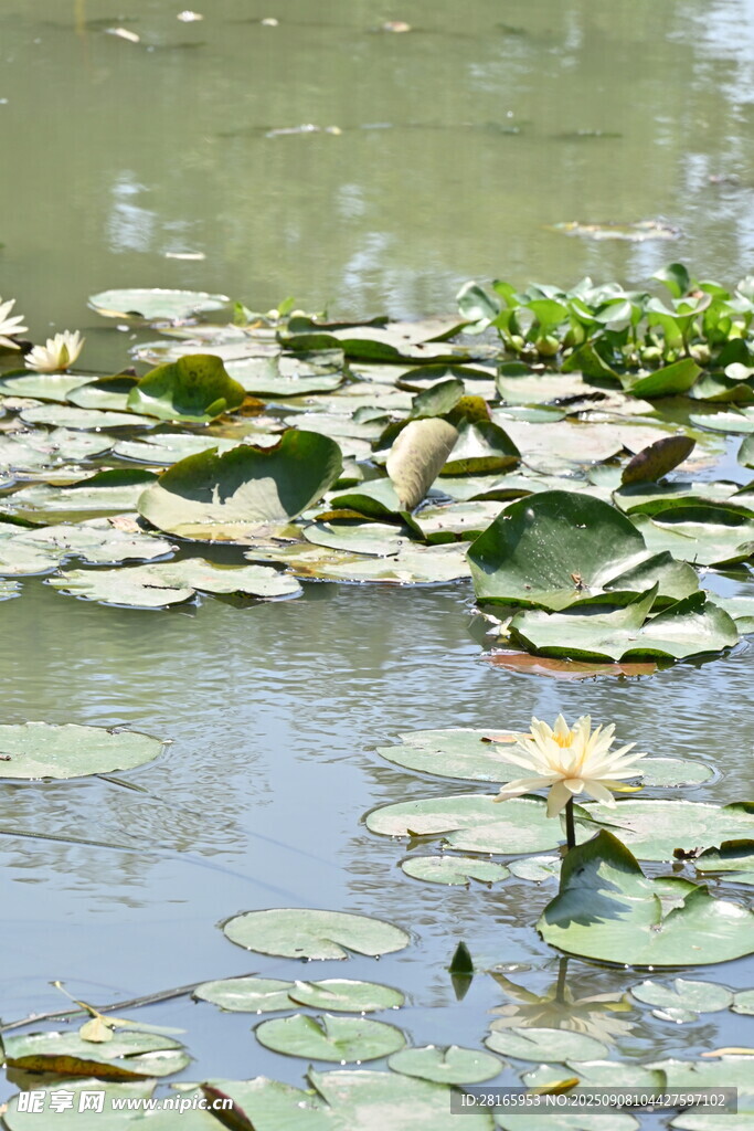 池塘中的睡莲与荷叶