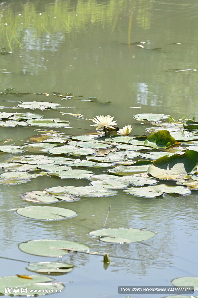 水面上的睡莲叶片