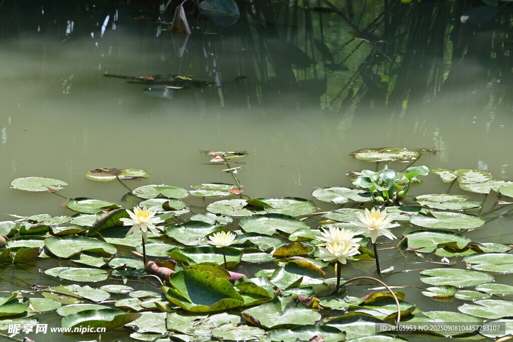 池塘中绽放的白色睡莲