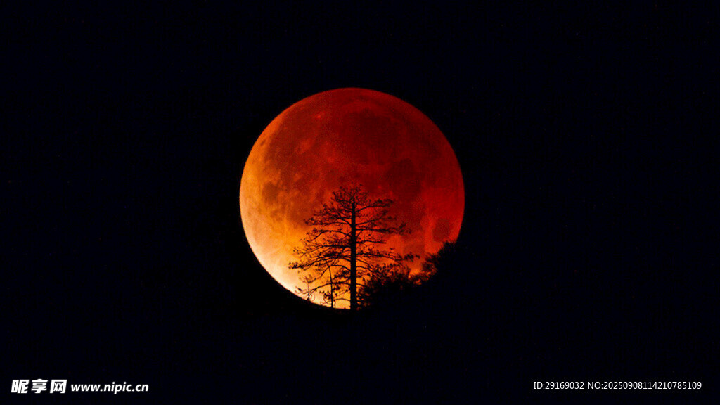 血月当空映树影