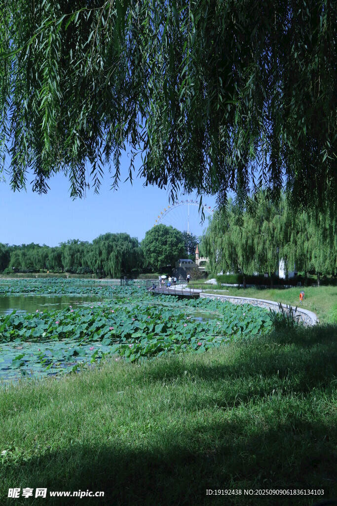 公园风景  