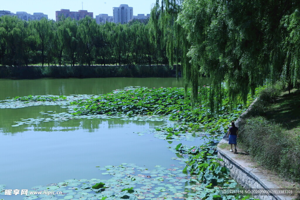 公园风景  