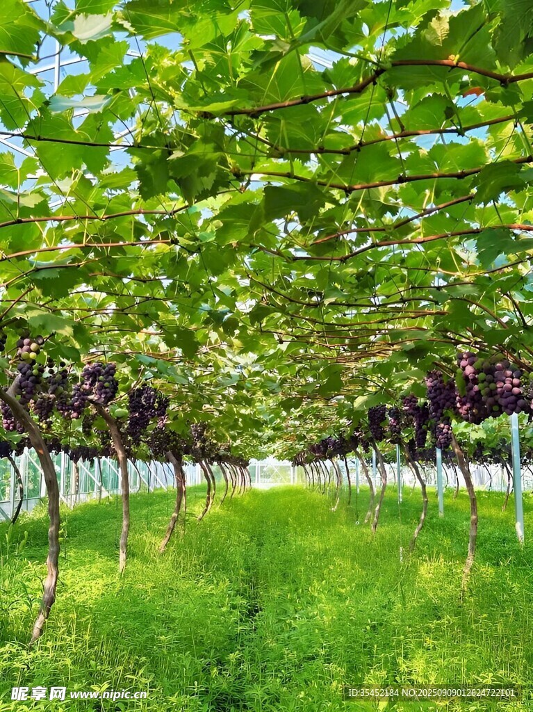 葡萄园