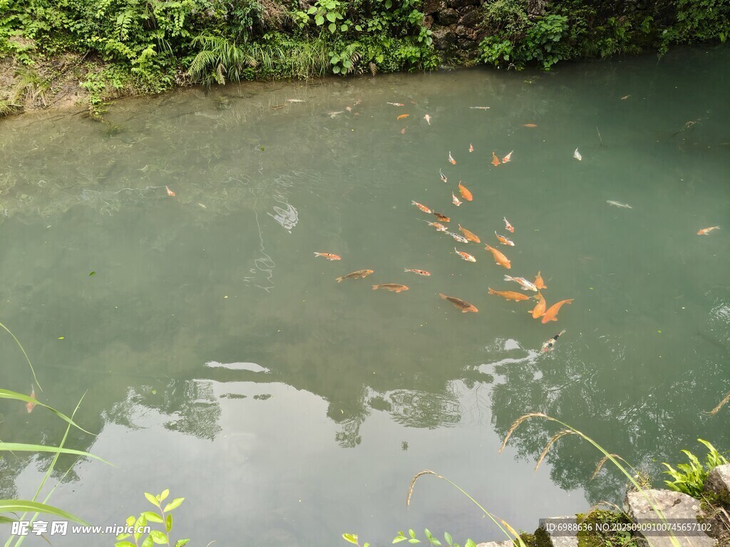静谧水潭边的植物倒影