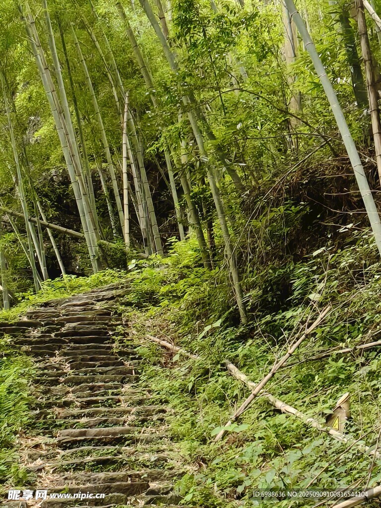 竹林中的石阶小径