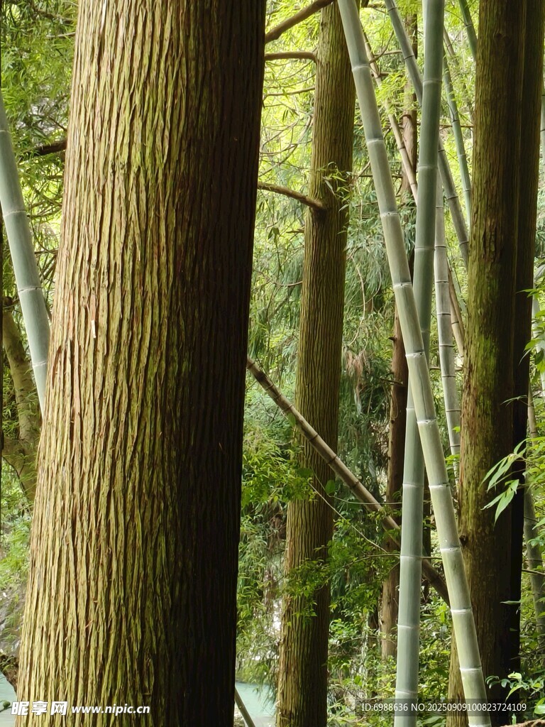 茂密林间的高大树木