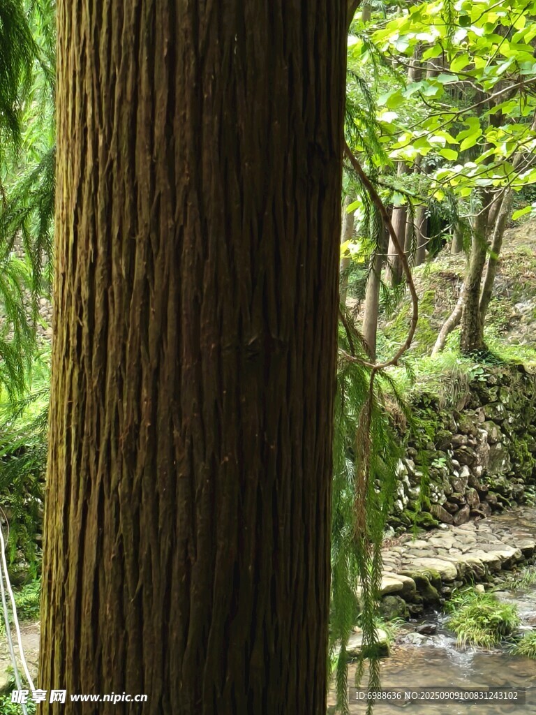 林间树干与潺潺溪流