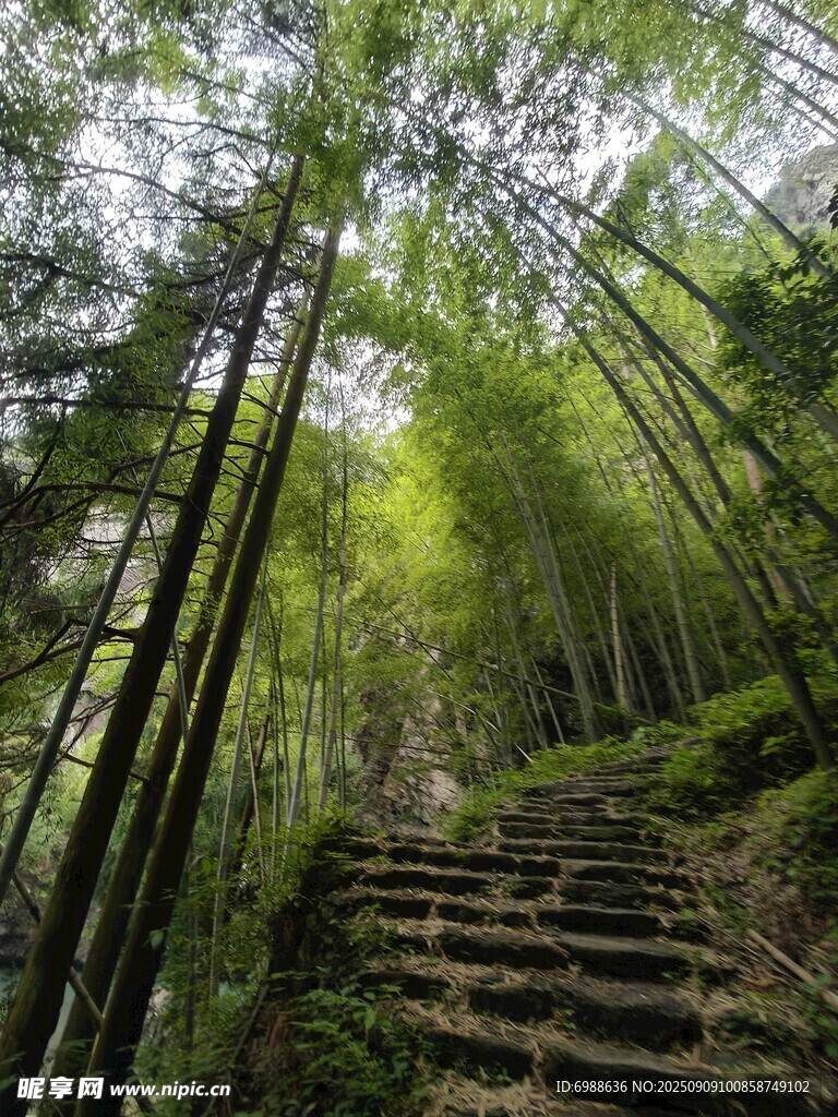 竹林中的石阶小径