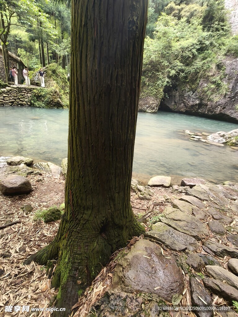 溪边大树下的自然景致