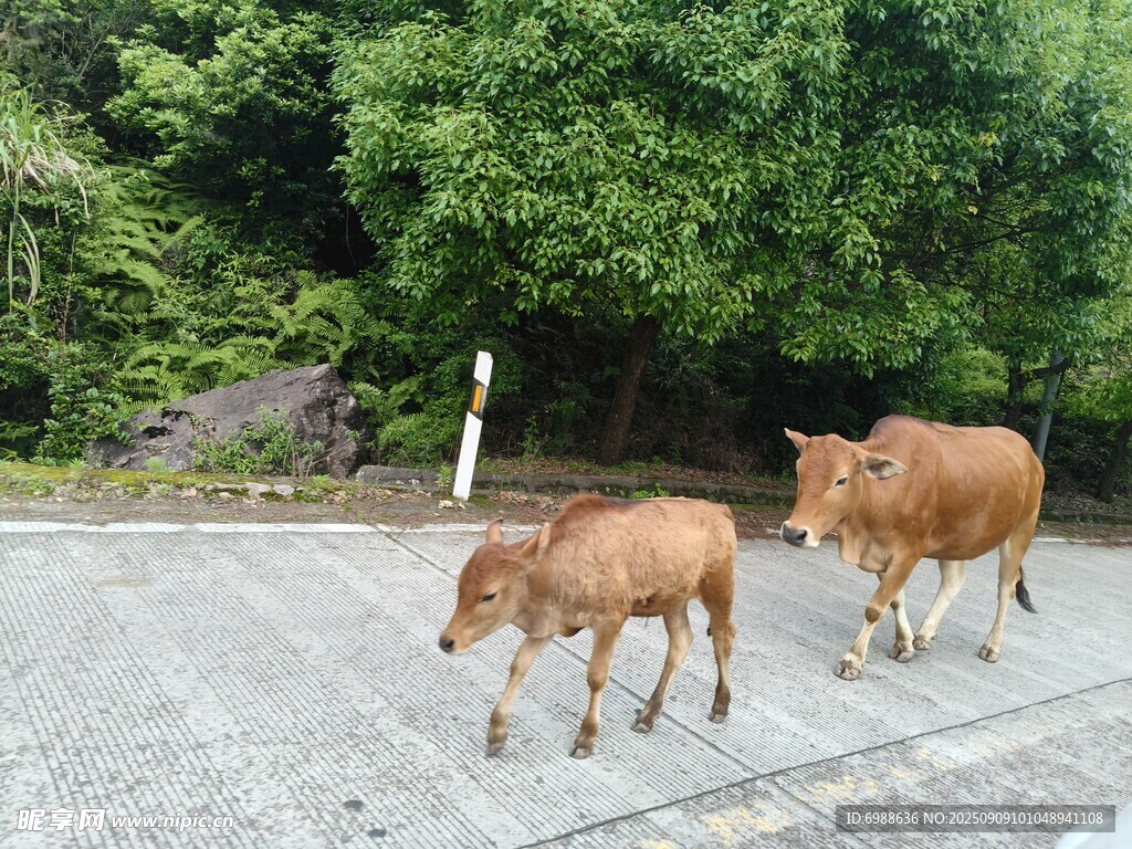 路上行走的两头棕色小牛