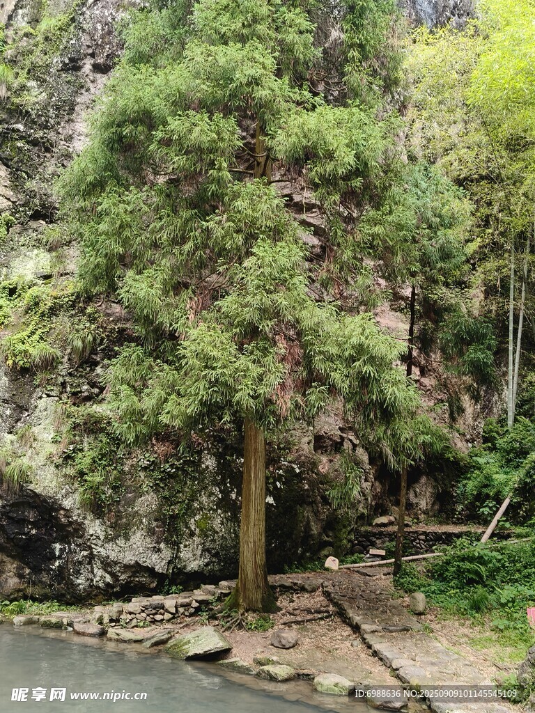 山林间的挺拔树木