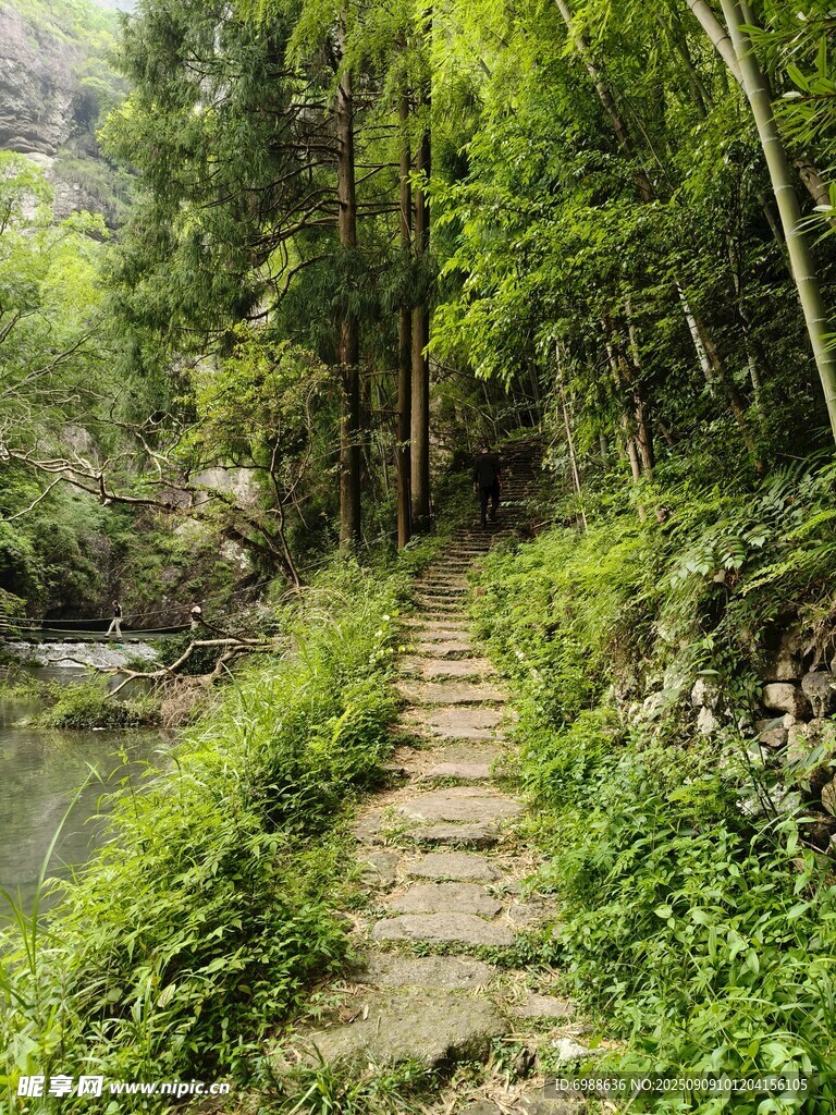 林间小径邂逅自然之美