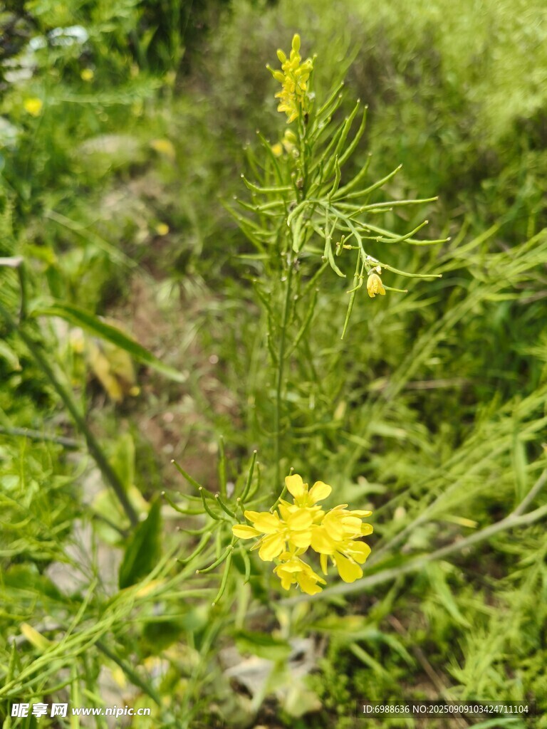 野外绽放的黄色小花